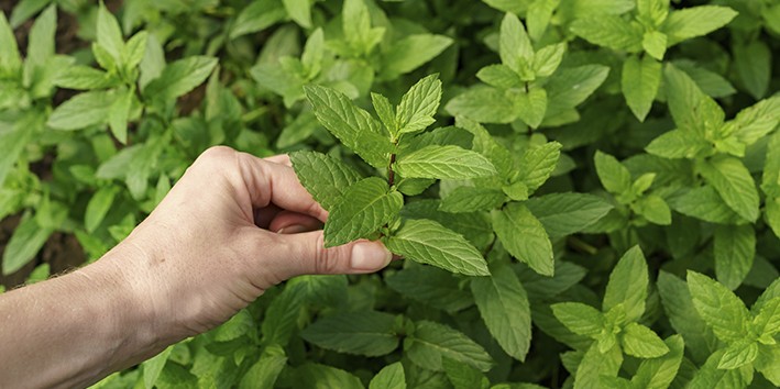 Como e a Mentha piperita